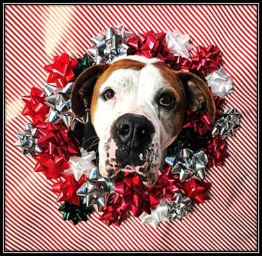 REMINGTON, Adoptable, Adult Male Boxer.