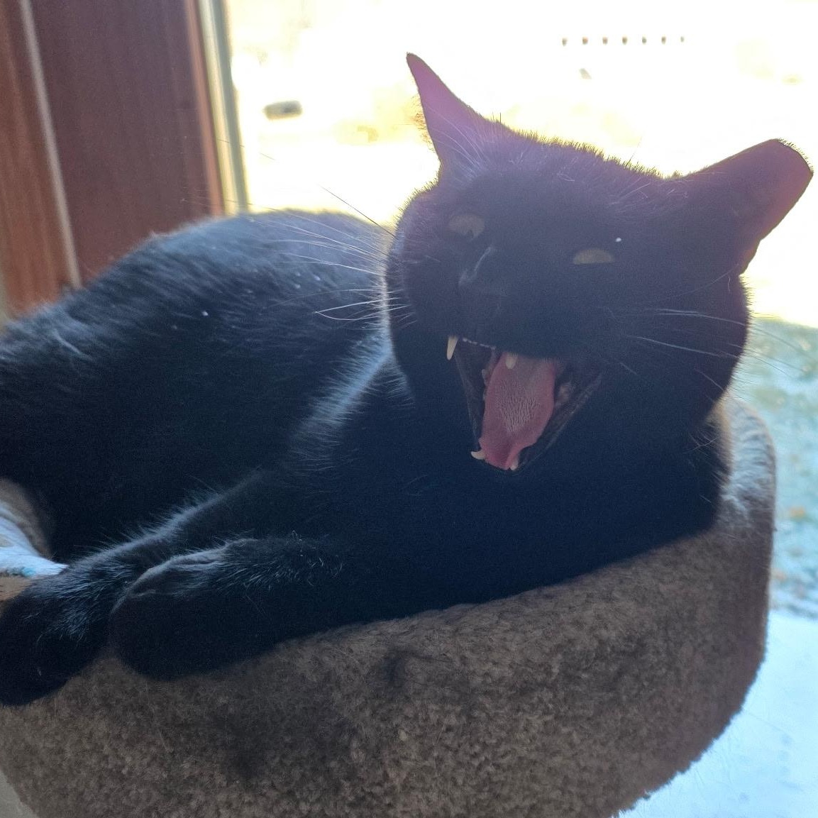 Enlarge Baby Girl, a Adoptable Domestic Short Hair in Greenwood, IN image 2/3