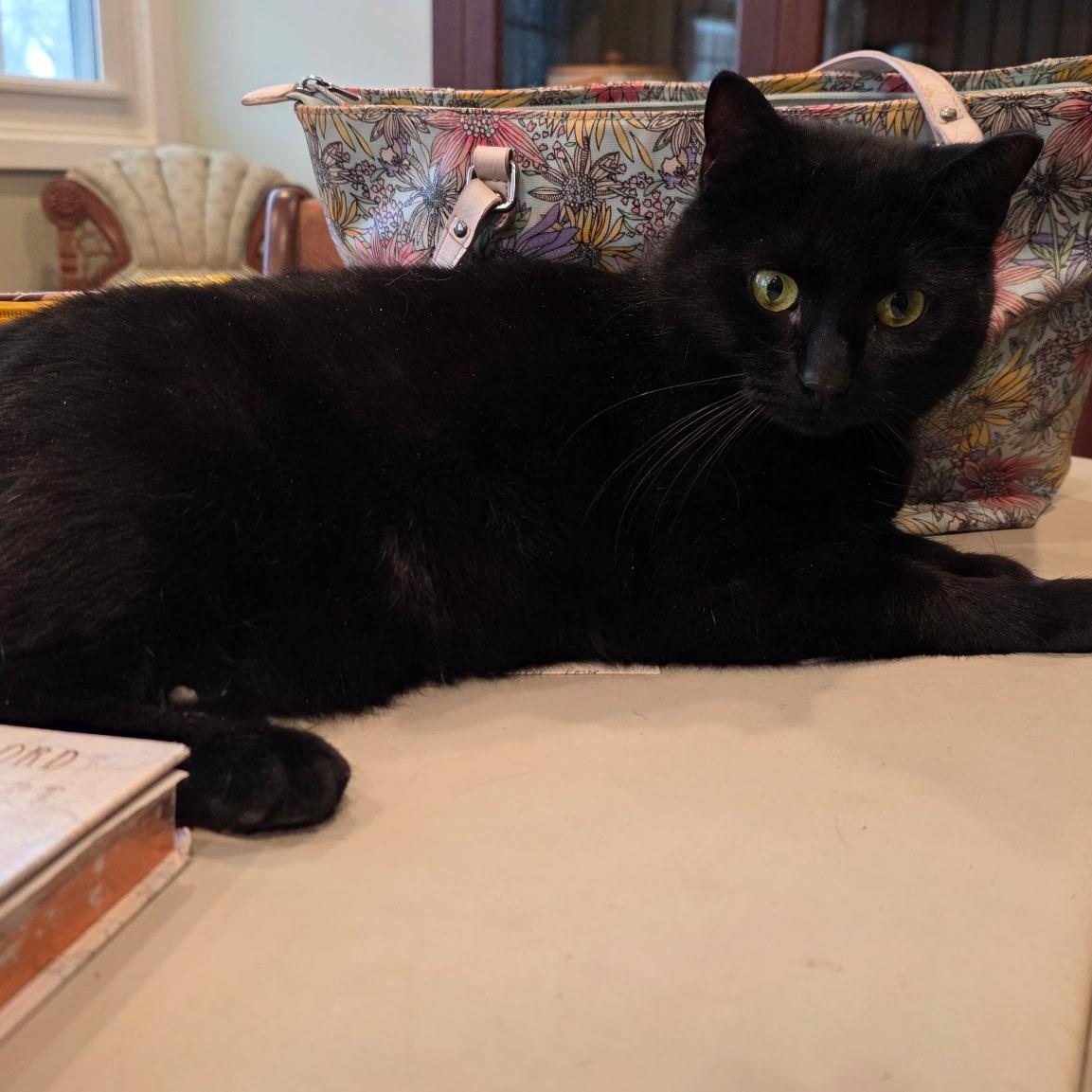 Baby Girl, Adoptable, Adult Female Domestic Short Hair.