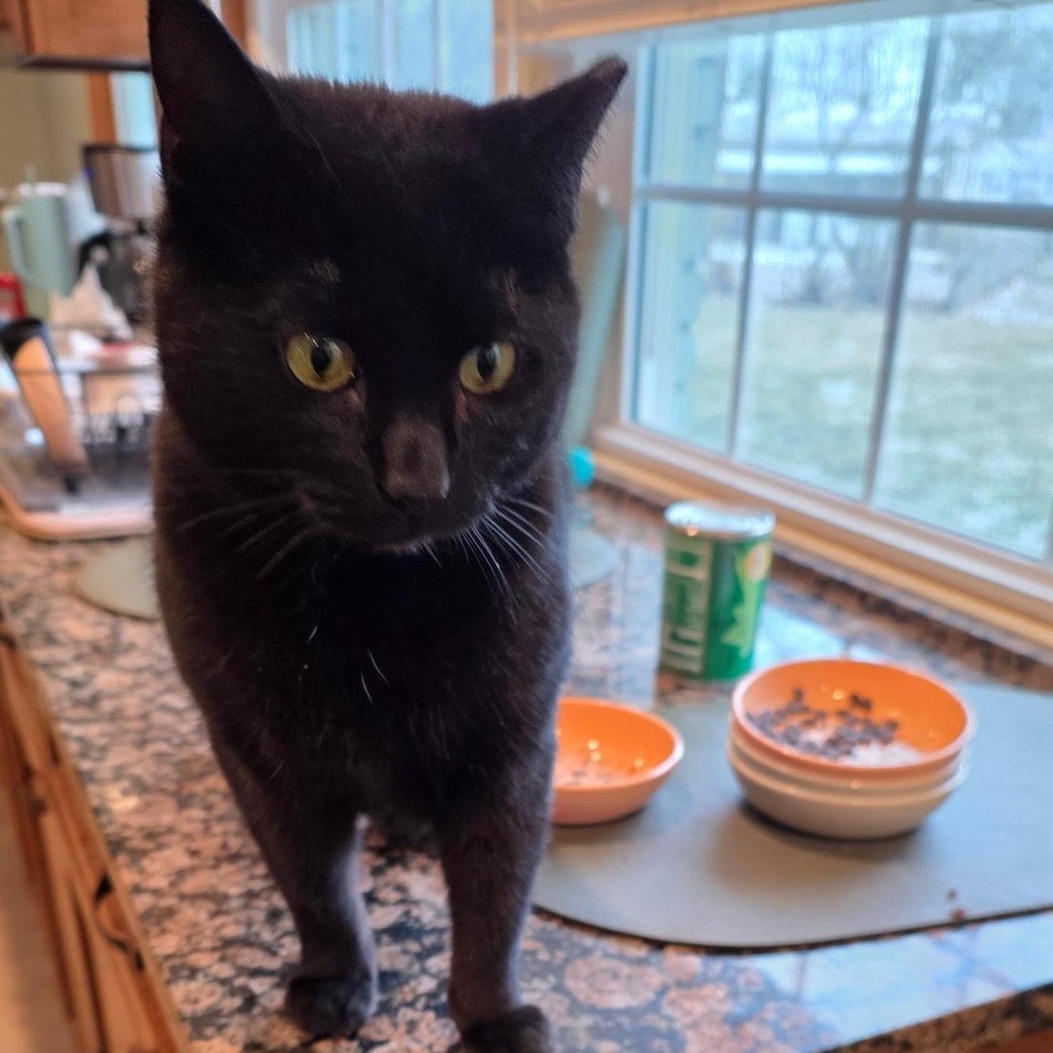 Enlarge Baby Girl, a Adoptable Domestic Short Hair in Greenwood, IN image 3/3