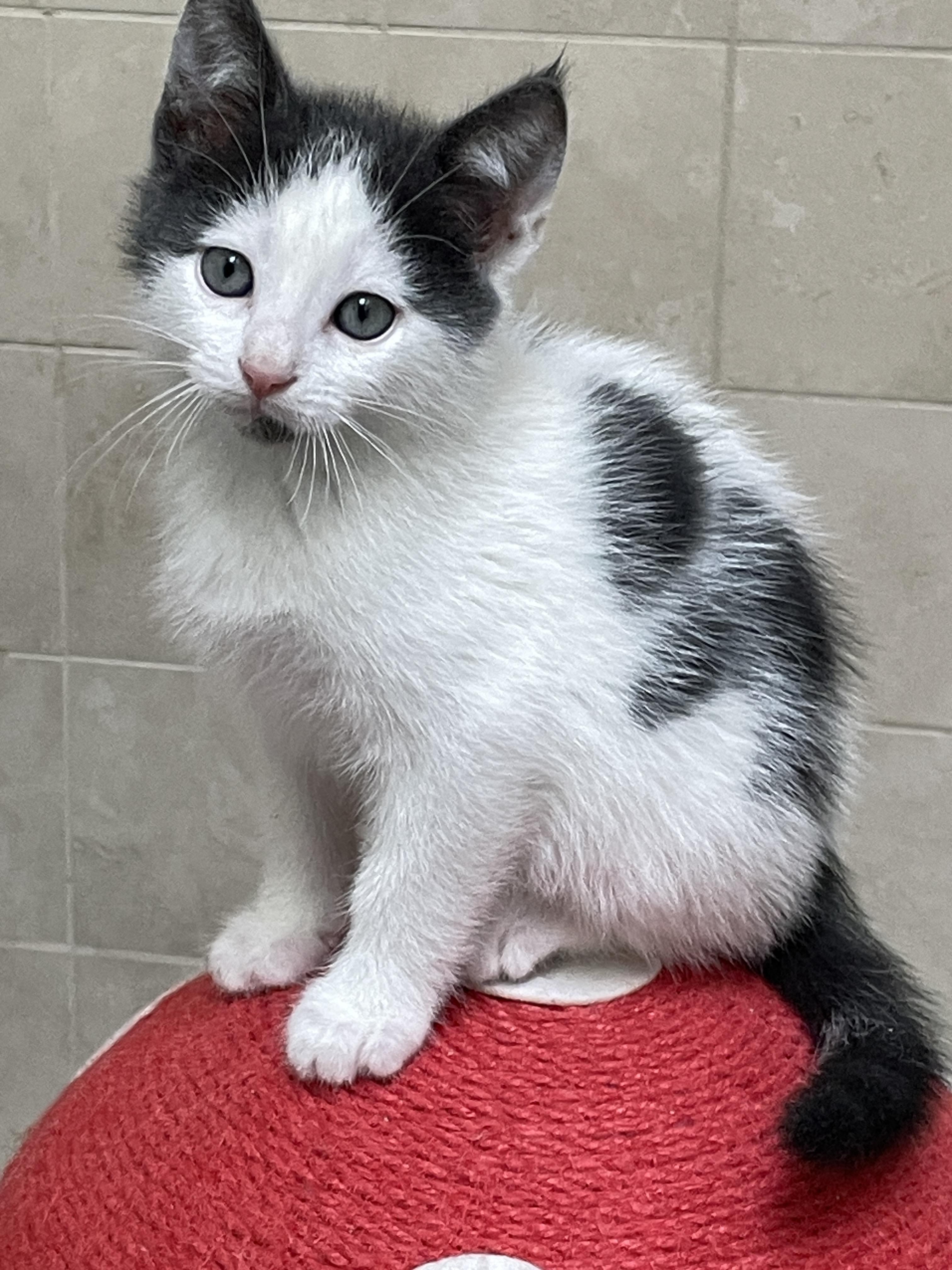 Summit, Adopted, Kitten Male Domestic Short Hair.