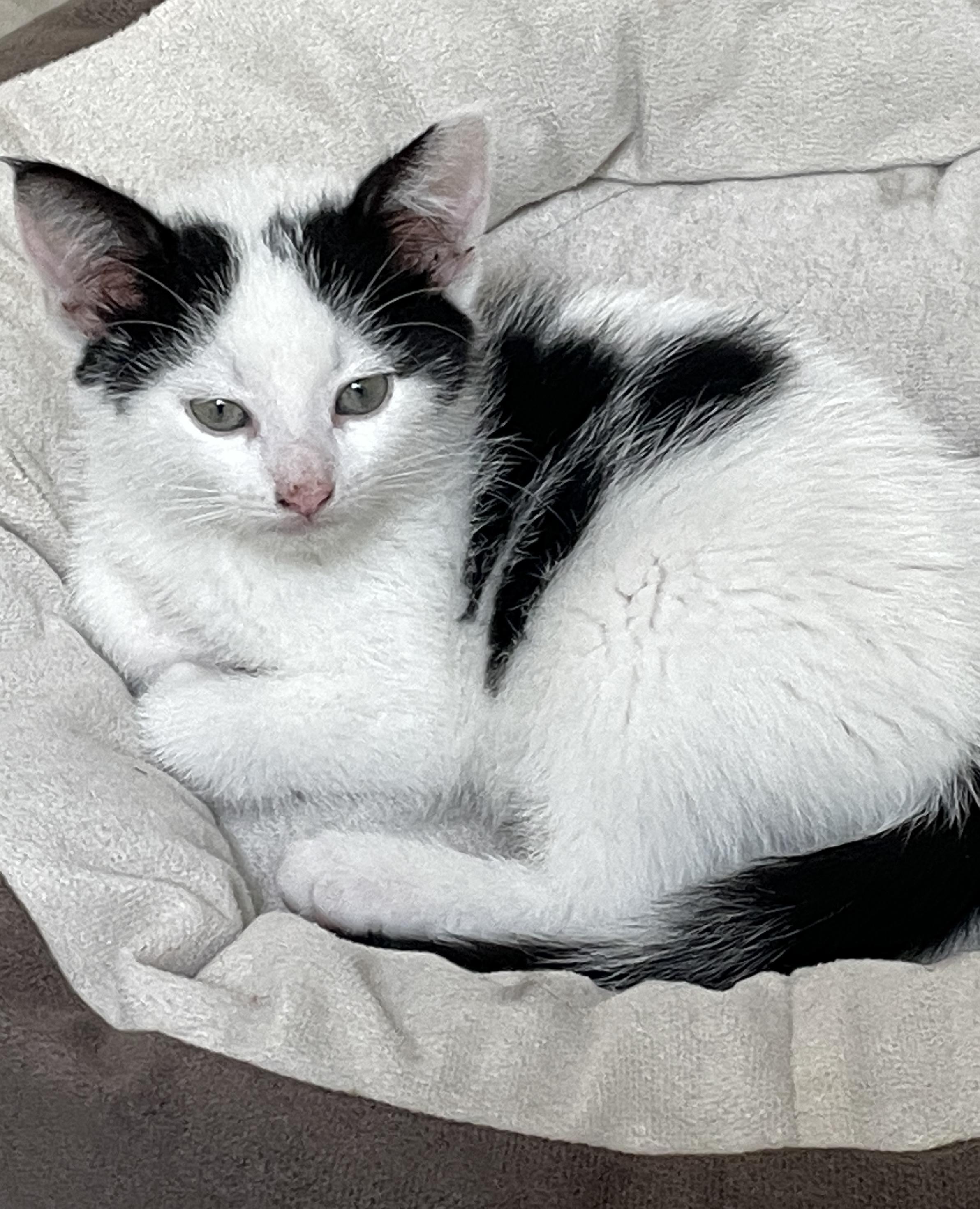 Enlarge Summit, a Adopted mixed breed in Westfield, NJ image 2/2