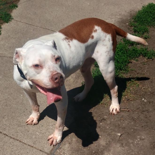 Orlando, a Adoptable mixed breed in Avon, OH image 1/5