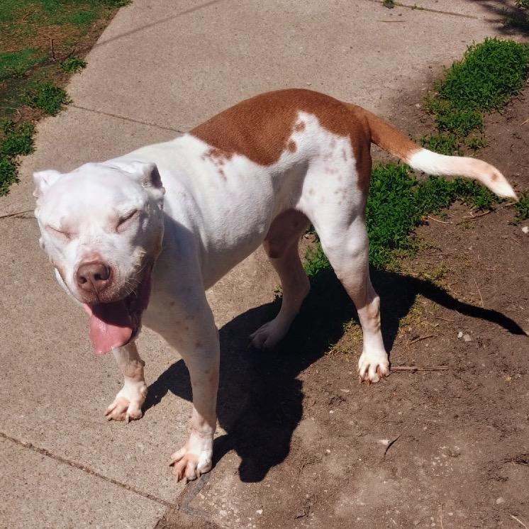 Orlando, a Adoptable mixed breed in Avon, OH image 2/5