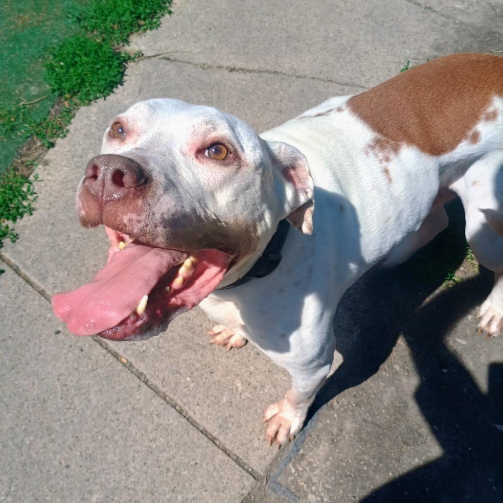Orlando, a Adoptable mixed breed in Avon, OH image 3/5