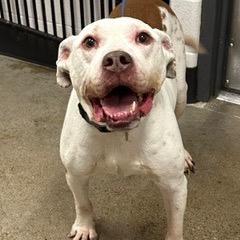 Orlando, a Adoptable mixed breed in Avon, OH image 4/5
