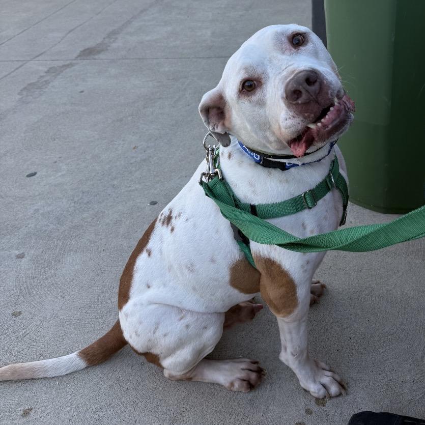 Orlando, a Adoptable mixed breed in Avon, OH image 5/5