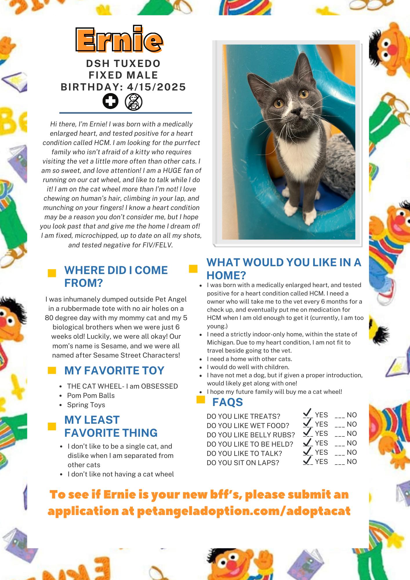 Enlarge Ernie, a Adoptable Domestic Short Hair in Frankenmuth, MI image 2/6