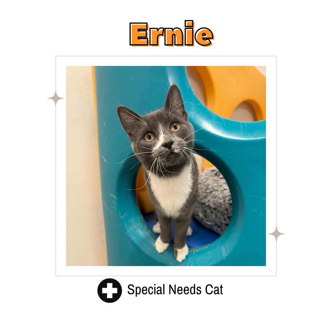 Enlarge Ernie, a Adoptable Domestic Short Hair in Frankenmuth, MI image 1/5