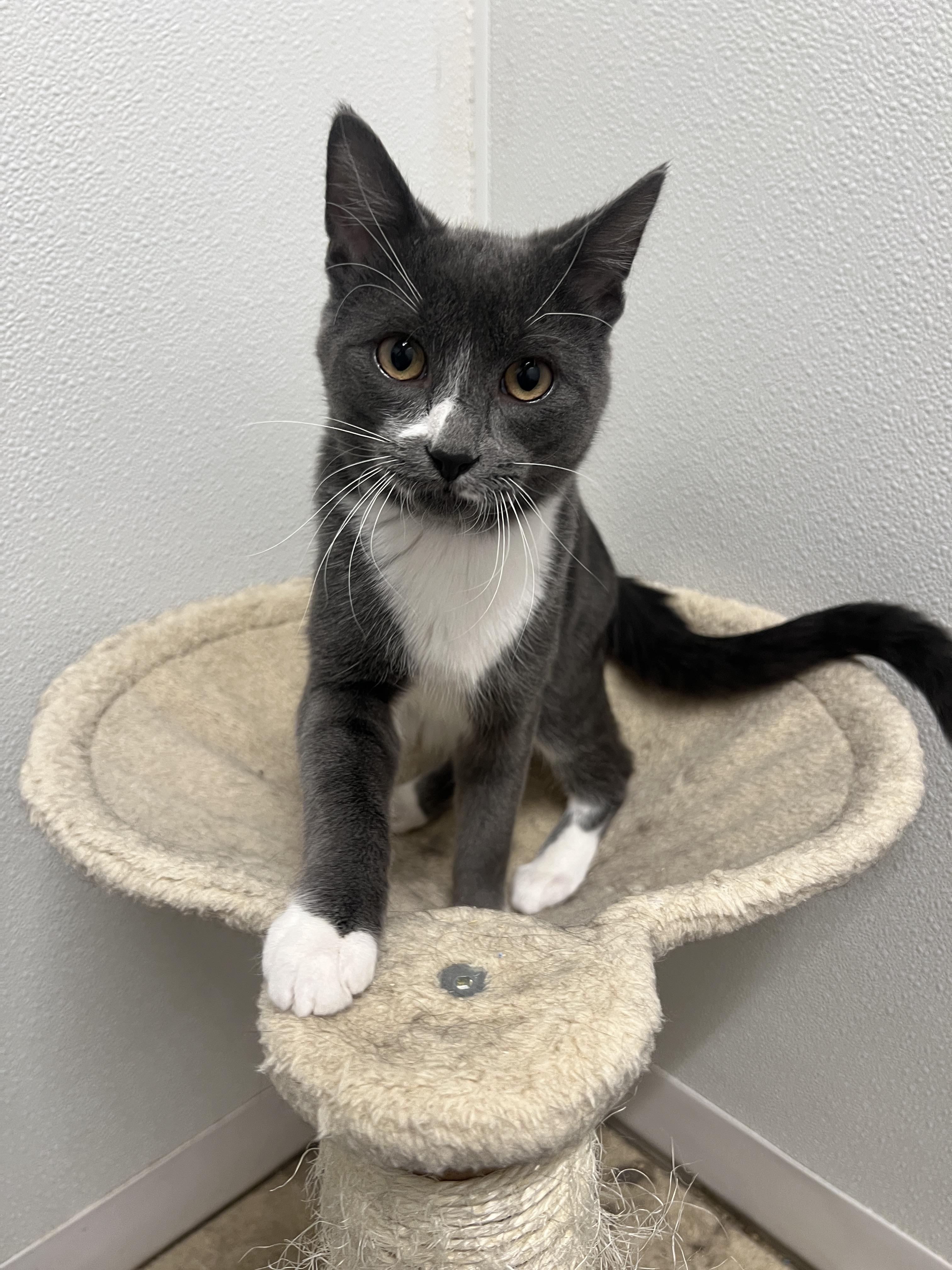 Enlarge Ernie, a Adoptable Domestic Short Hair in Frankenmuth, MI image 2/5