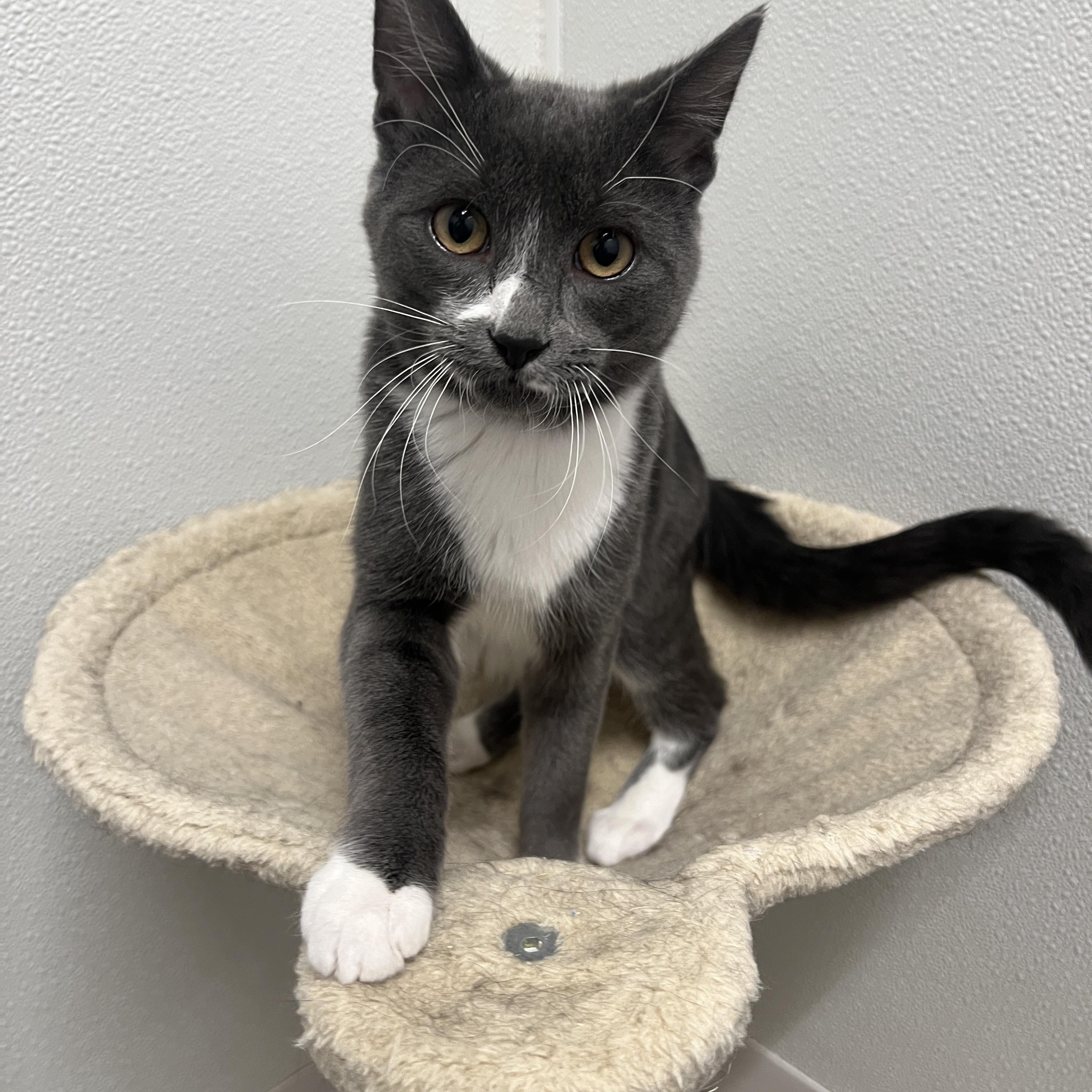 Enlarge Ernie, a Adoptable Domestic Short Hair in Frankenmuth, MI image 2/5