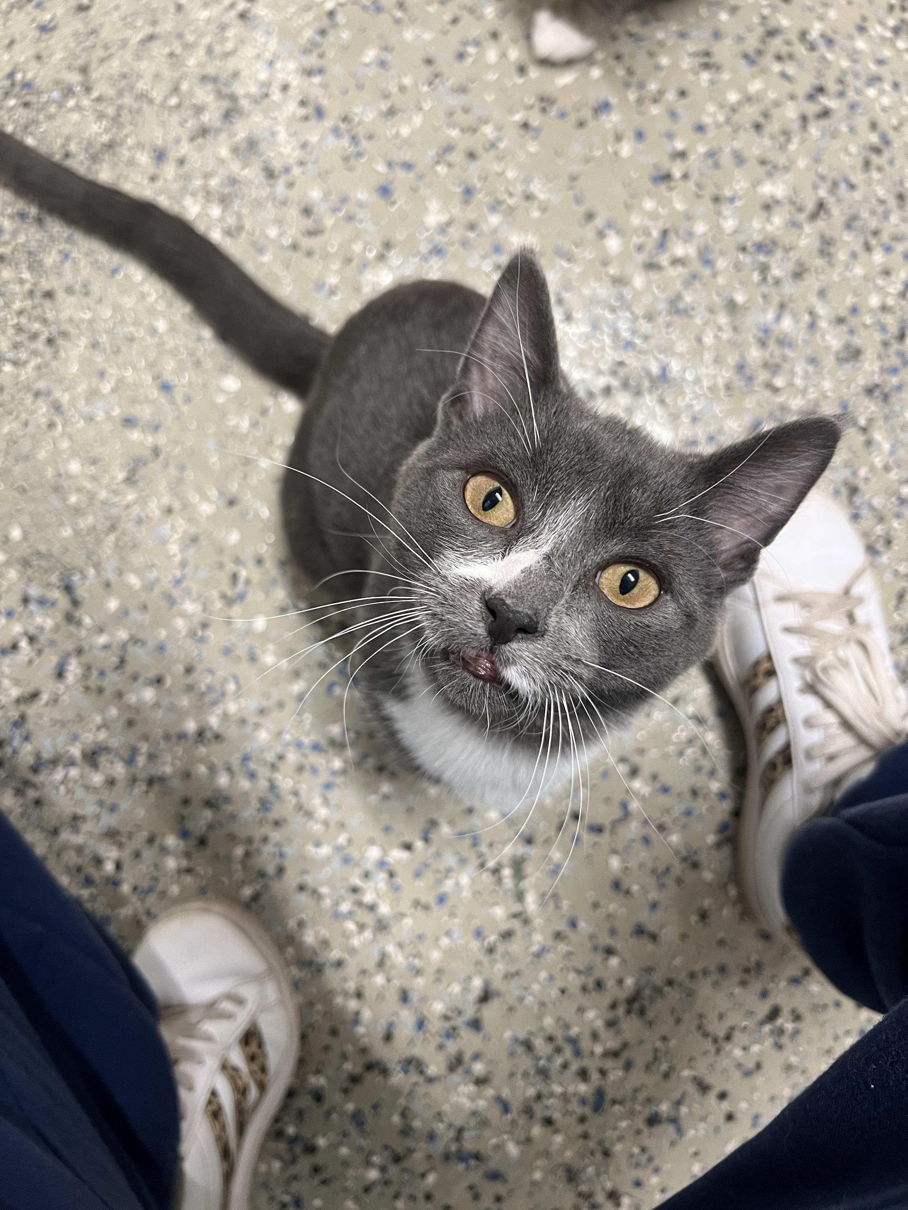 Enlarge Ernie, a Adoptable Domestic Short Hair in Frankenmuth, MI image 3/5