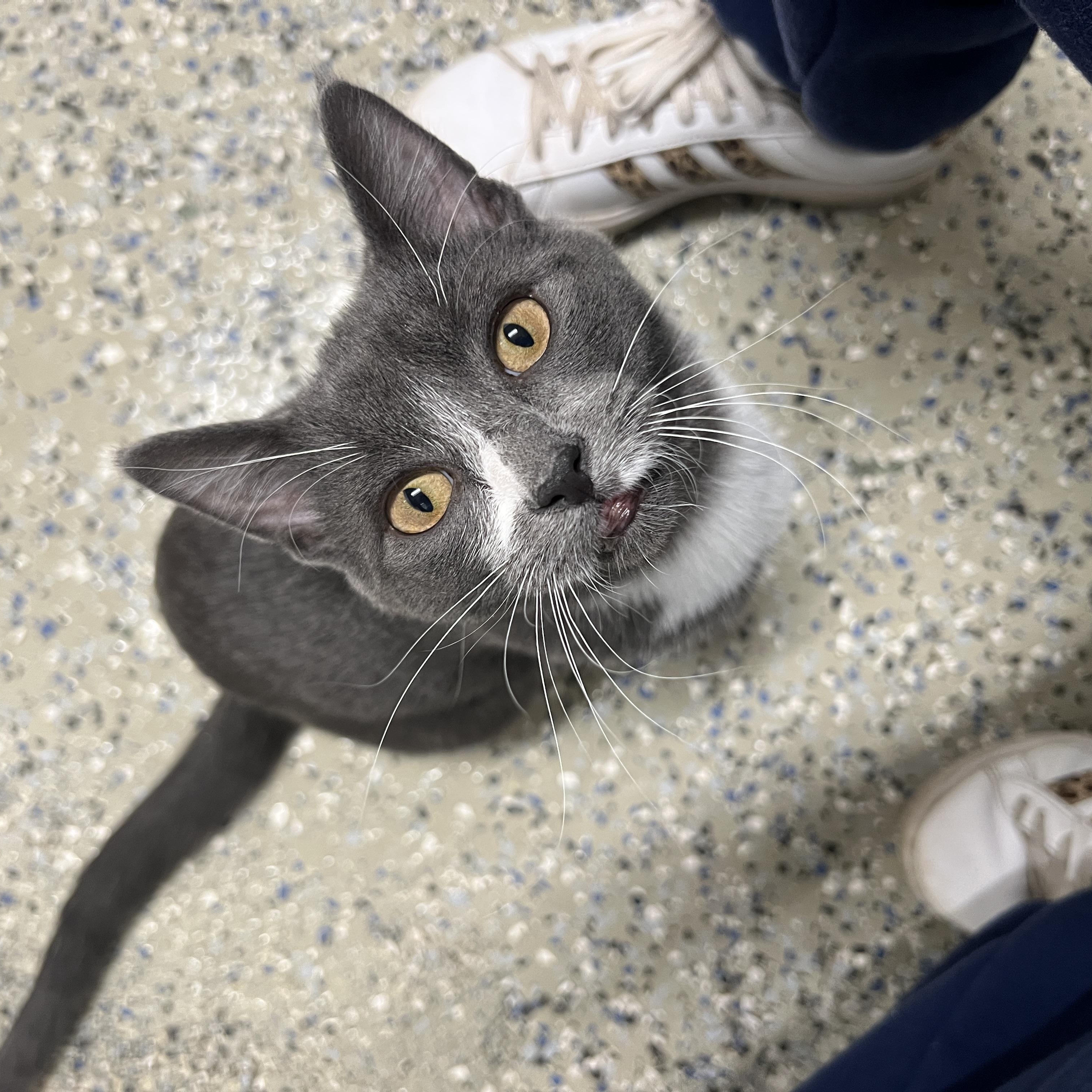 Enlarge Ernie, a Adoptable Domestic Short Hair in Frankenmuth, MI image 3/5