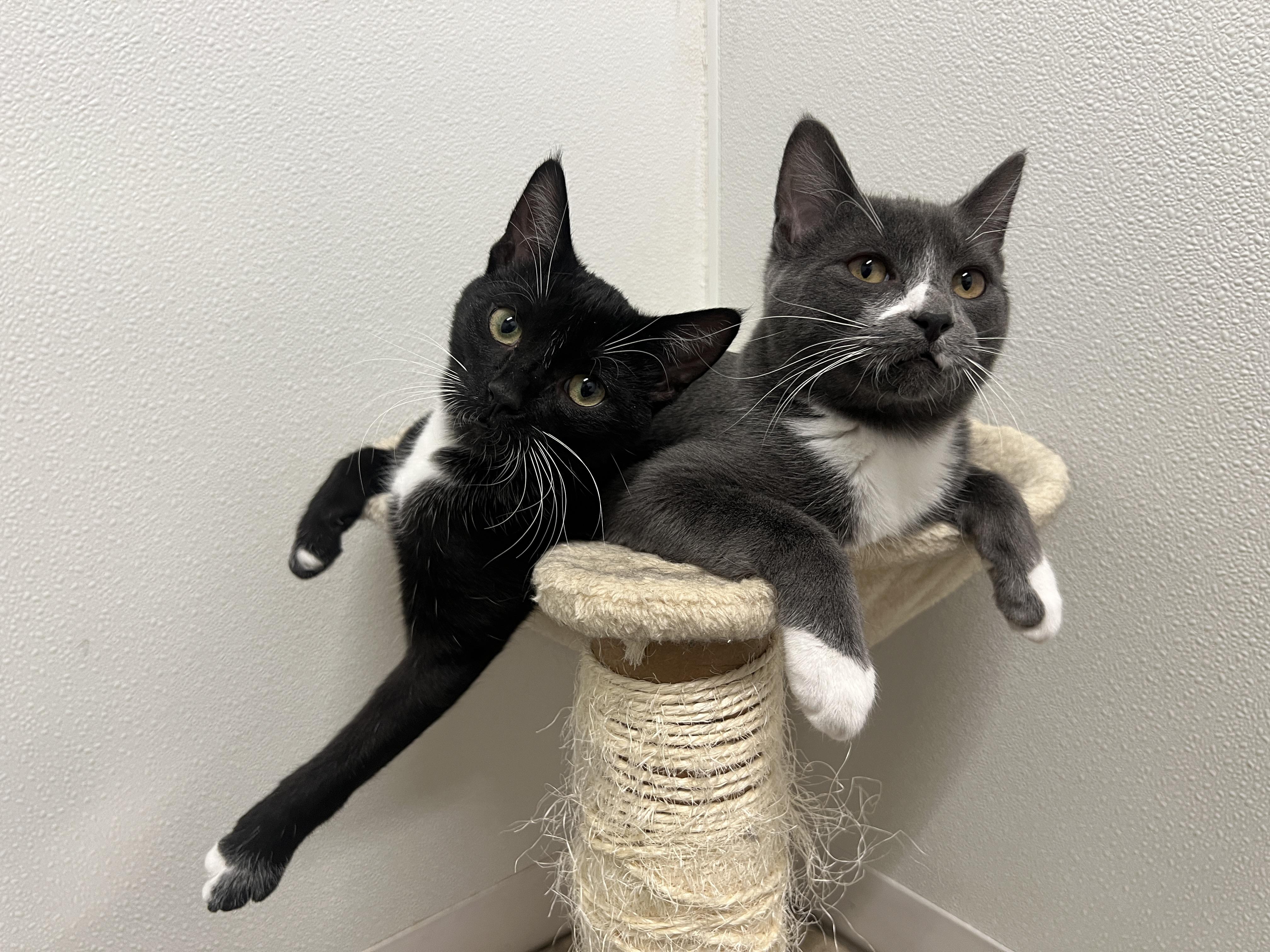 Enlarge Ernie, a Adoptable Domestic Short Hair in Frankenmuth, MI image 6/6