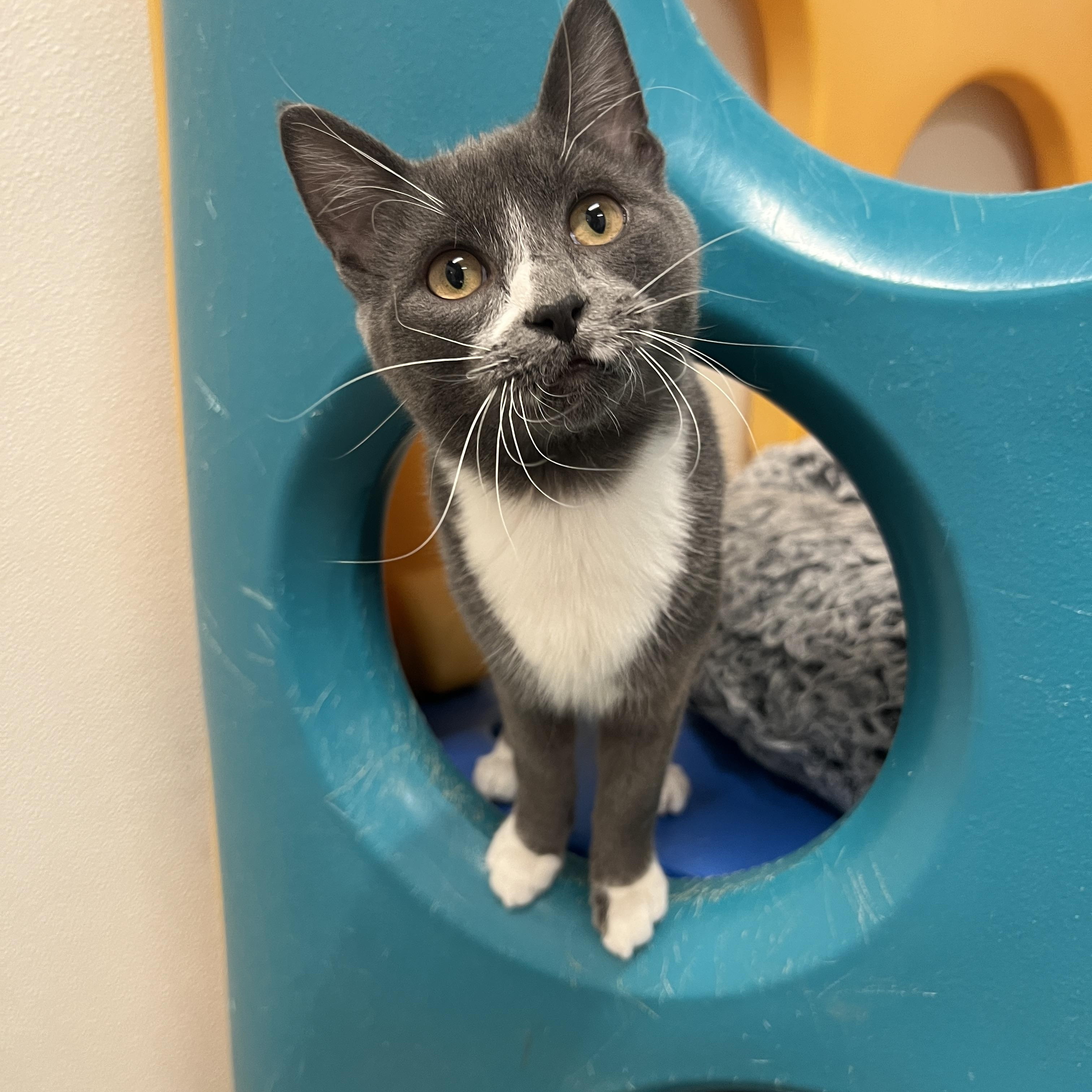 Enlarge Ernie, a Adoptable Domestic Short Hair in Frankenmuth, MI image 1/6