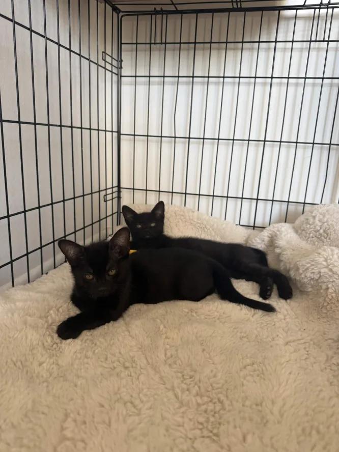 Enlarge Beatrice & Wirt, a Adoptable Domestic Short Hair in Weehawken, NJ image 2/6