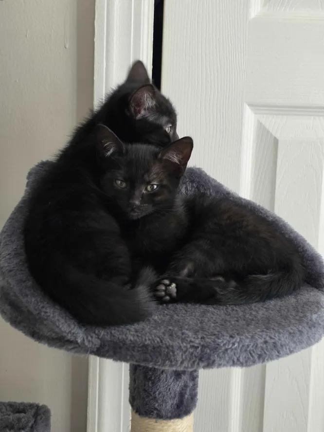 Enlarge Beatrice & Wirt, a Adoptable Domestic Short Hair in Weehawken, NJ image 5/6