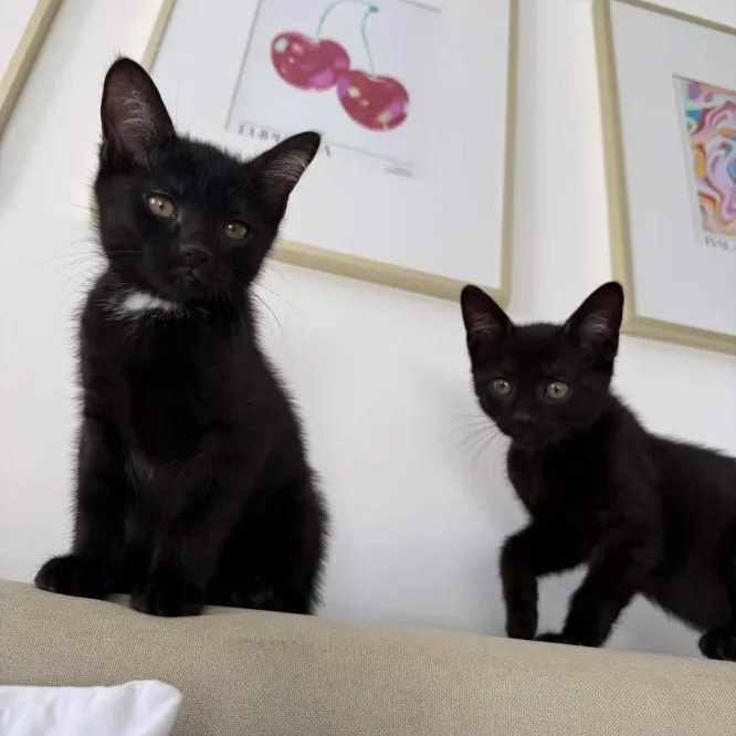 Beatrice & Wirt, Adoptable, Kitten Male Domestic Short Hair.