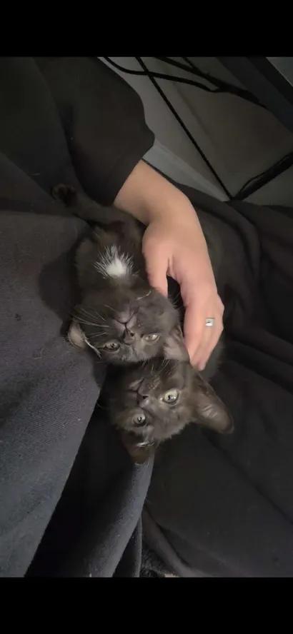 Enlarge Beatrice & Wirt, a Adoptable Domestic Short Hair in Weehawken, NJ image 3/6