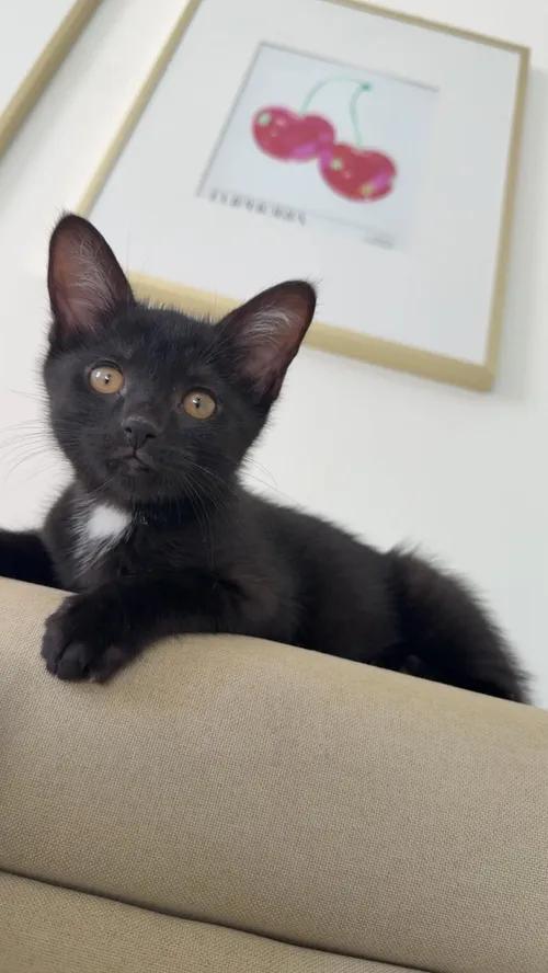 Enlarge Beatrice & Wirt, a Adoptable Domestic Short Hair in Weehawken, NJ image 4/6