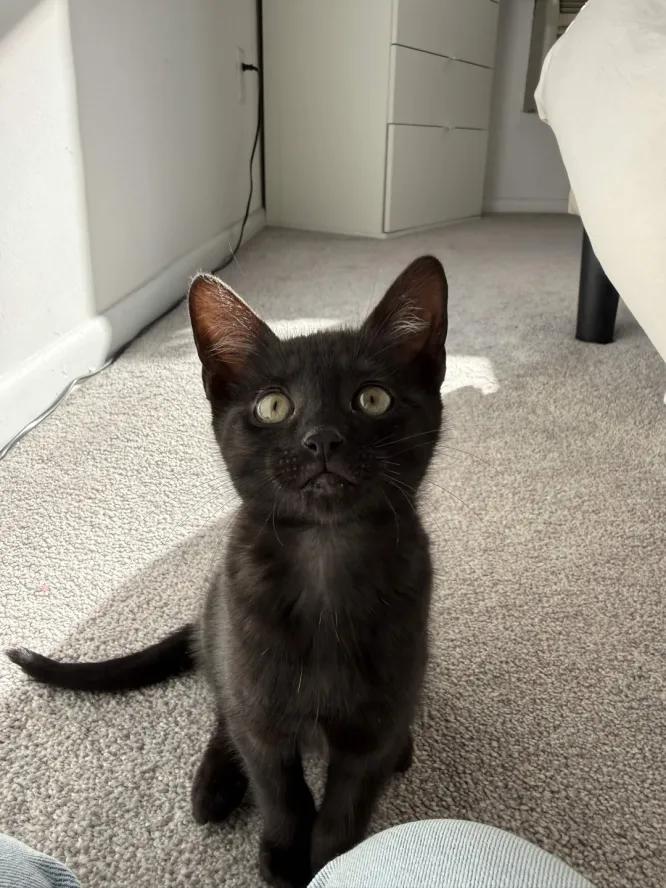 Enlarge Beatrice & Wirt, a Adoptable Domestic Short Hair in Weehawken, NJ image 6/6