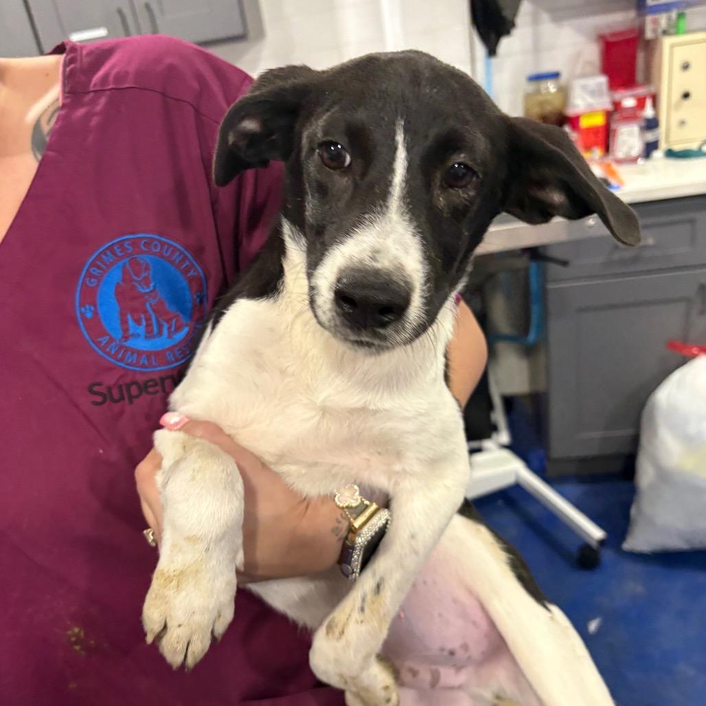 Magnum, ADOPTABLE, Young Male Border Collie & Pit Bull Terrier.