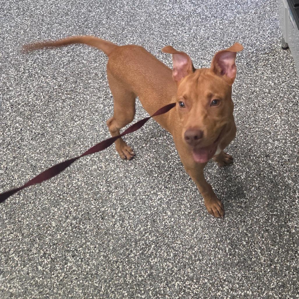 Mike, Adoptable, Puppy Male Terrier.
