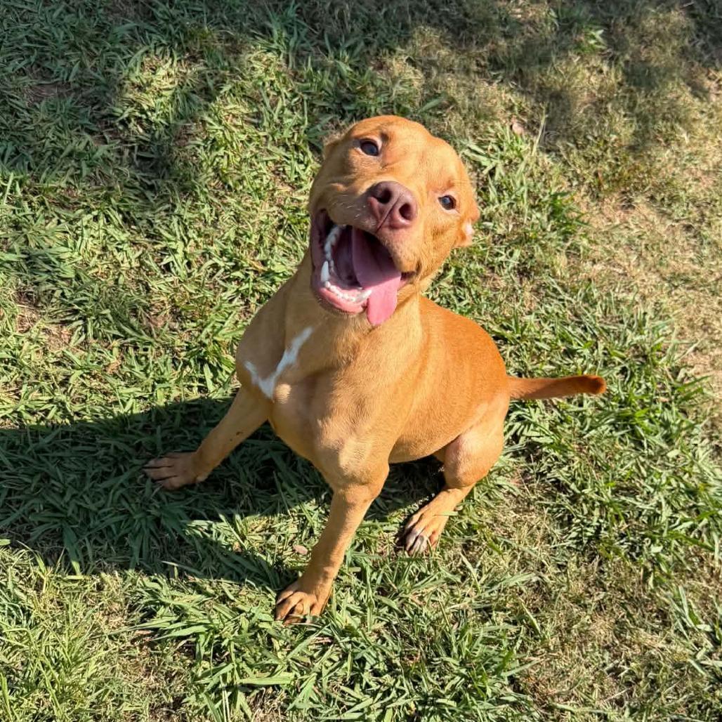 Enlarge Mike, a Adoptable Terrier in LaGrange, GA image 3/4