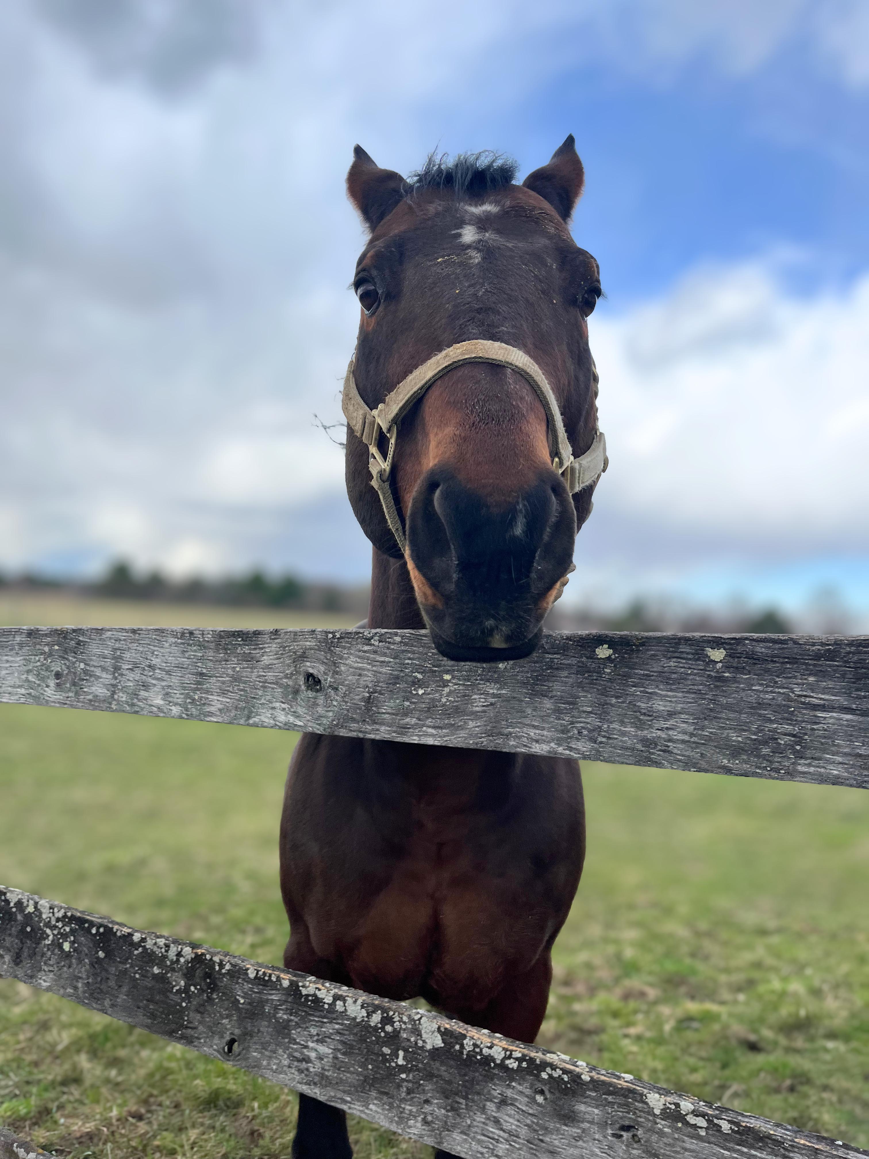 Enlarge Beau, a Adoptable Quarterhorse in Seville, OH image 4/4