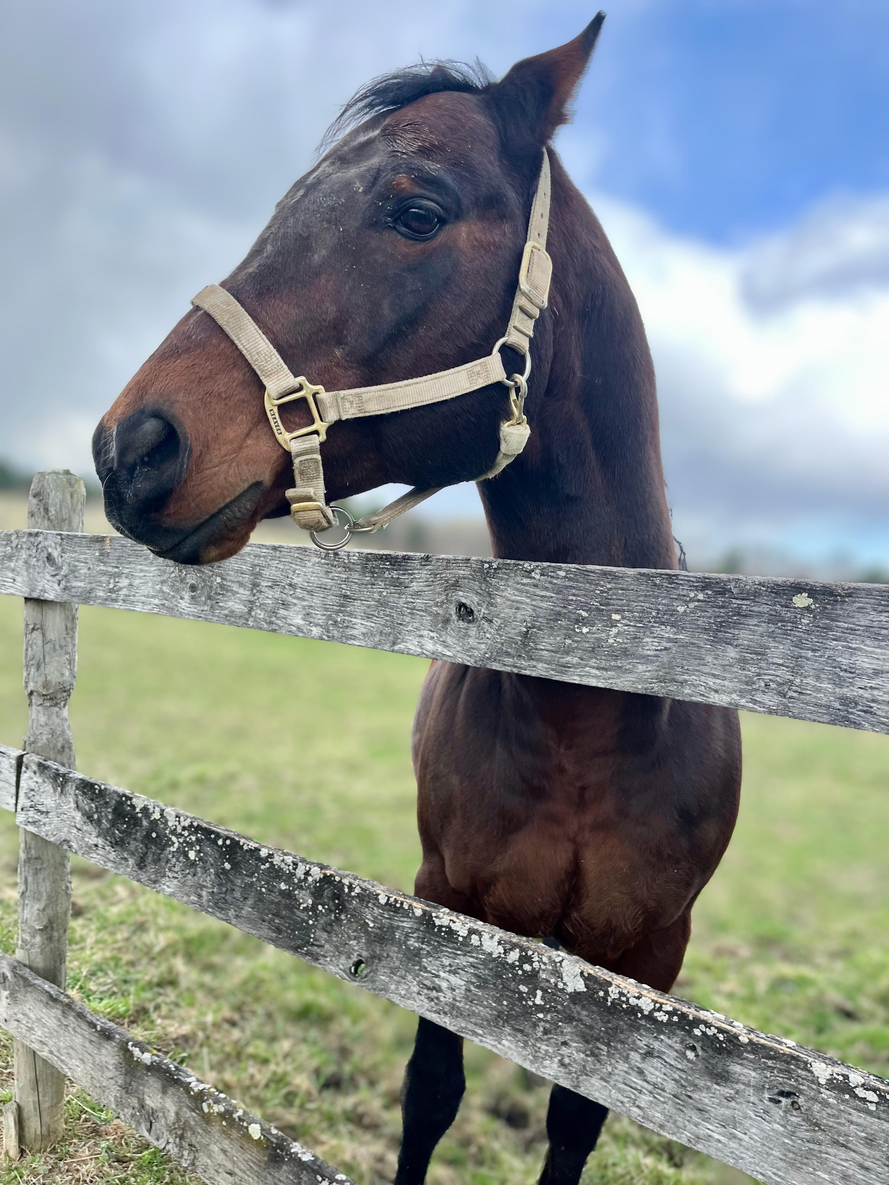 Enlarge Beau, a Adoptable Quarterhorse in Seville, OH image 3/4
