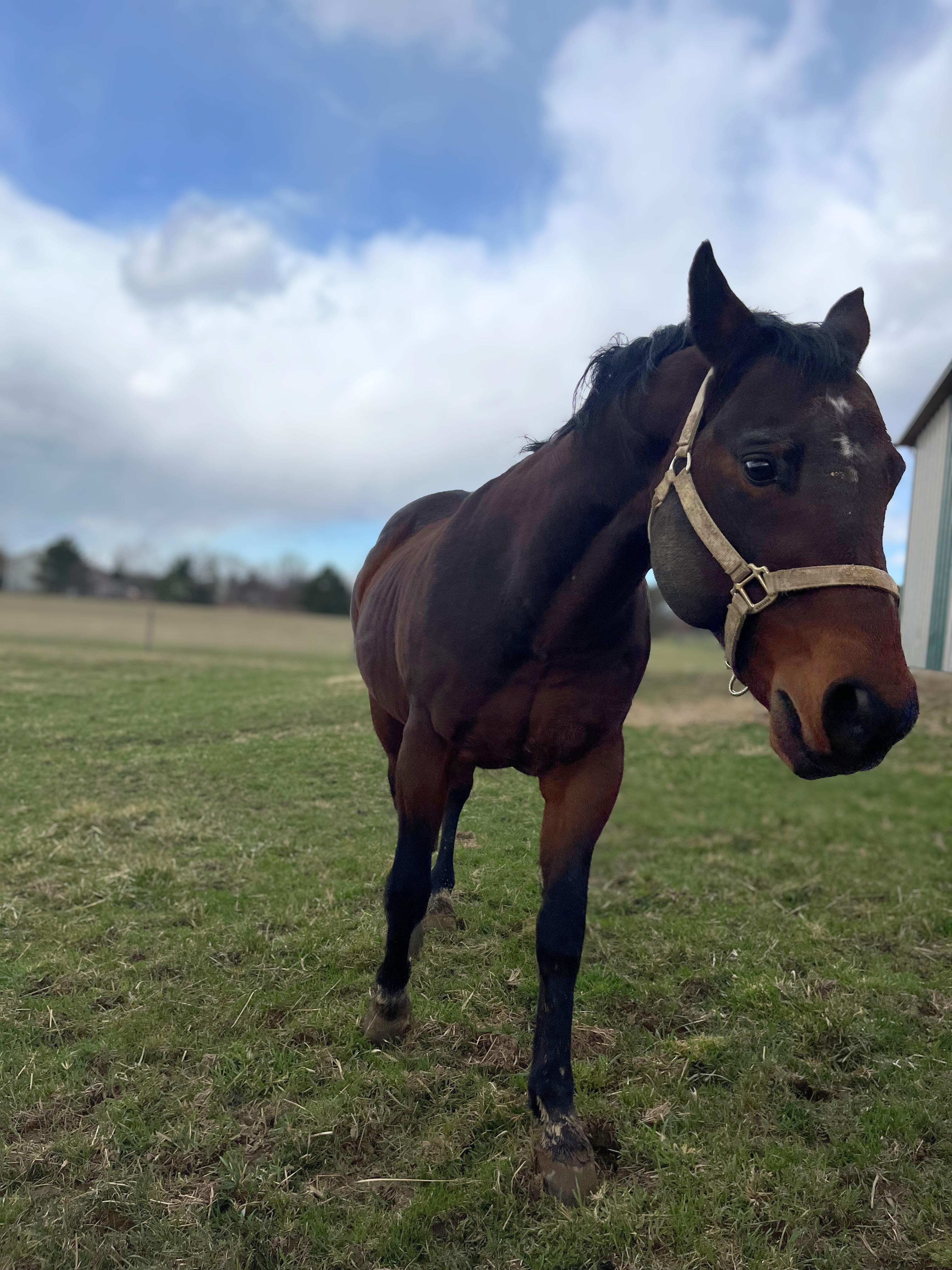 Enlarge Beau, a Adoptable Quarterhorse in Seville, OH image 1/4