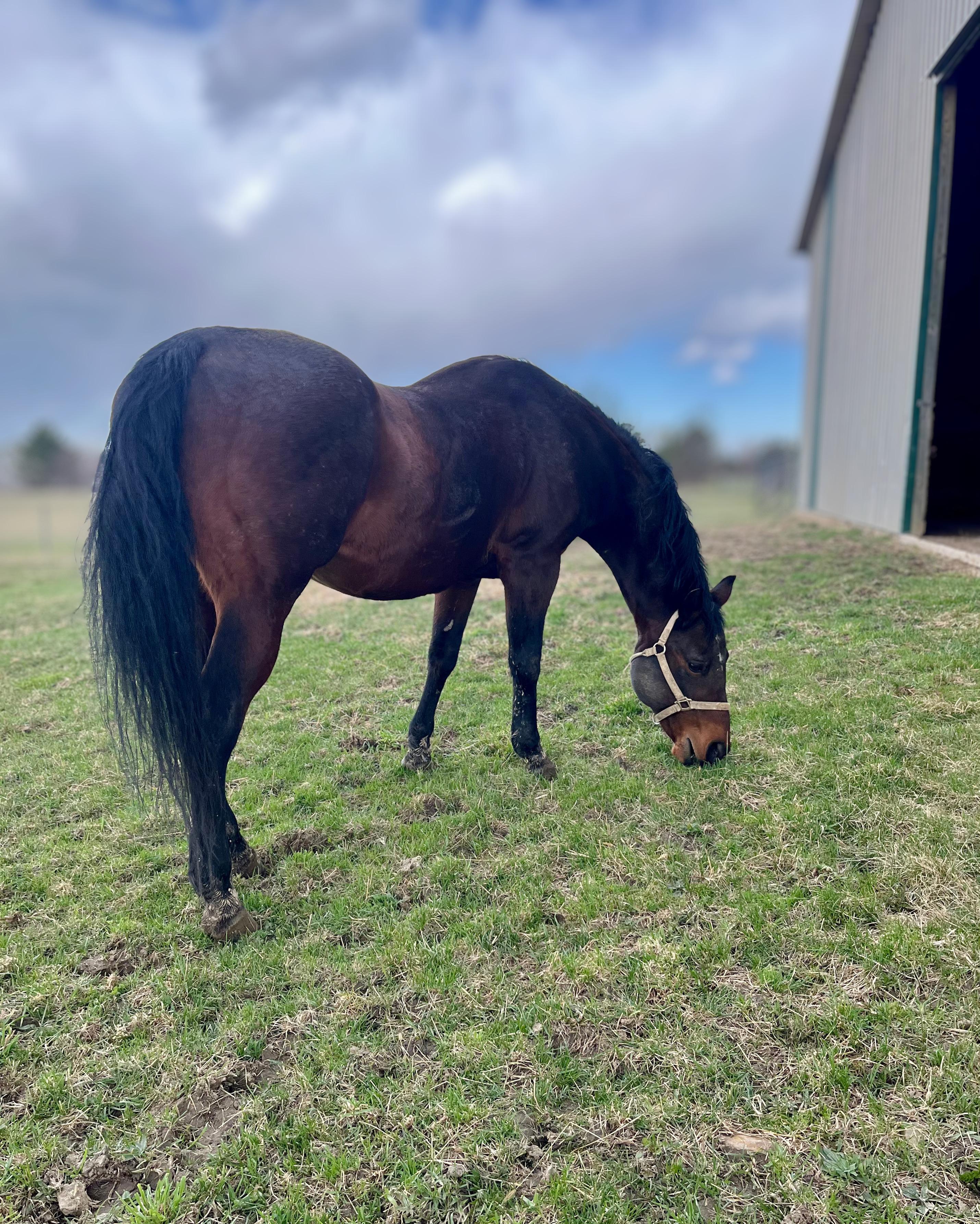 Enlarge Beau, a Adoptable Quarterhorse in Seville, OH image 2/4