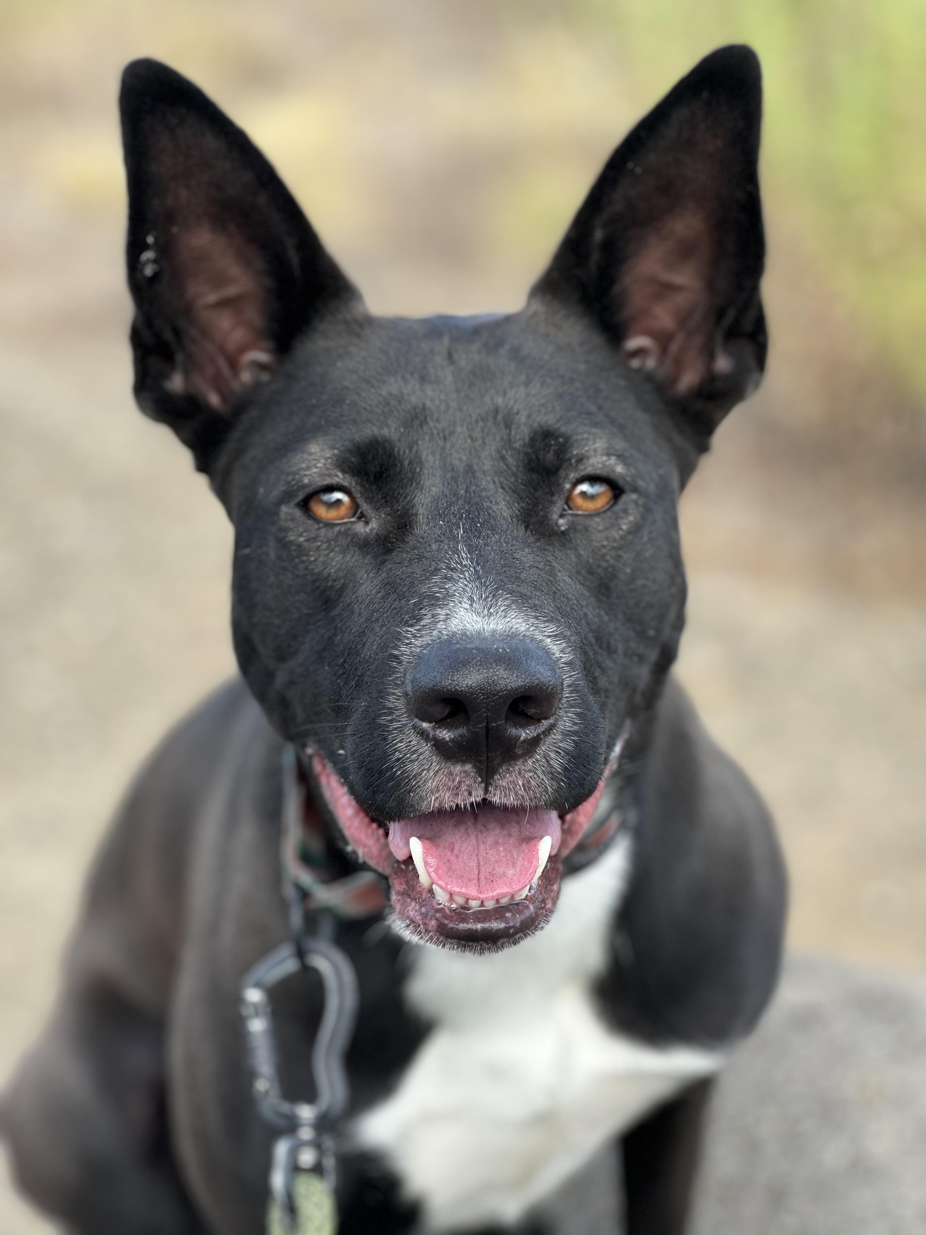 Enlarge Sienna, an adoptable mixed breed in Oakdale, CA image 1/2