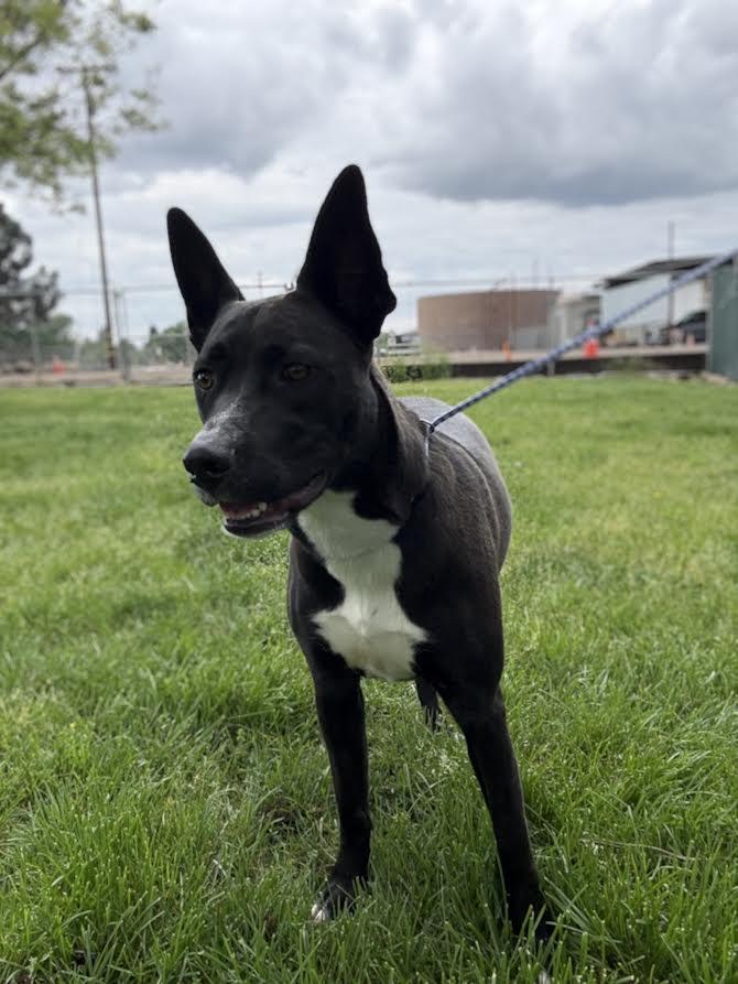 Enlarge Sienna, a ADOPTABLE mixed breed in Oakdale, CA image 1/1