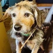 Percival, a Adoptable mixed breed in Palatine, IL image 2/5