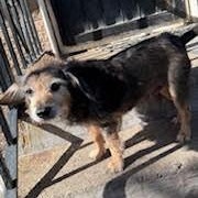 Percival, a Adoptable mixed breed in Palatine, IL image 3/5