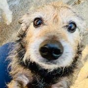 Percival, Adoptable, Senior Male Terrier & Mixed Breed.