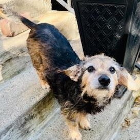 Percival, a Adoptable mixed breed in Palatine, IL image 4/5