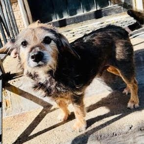 Percival, a Adoptable mixed breed in Palatine, IL image 5/5