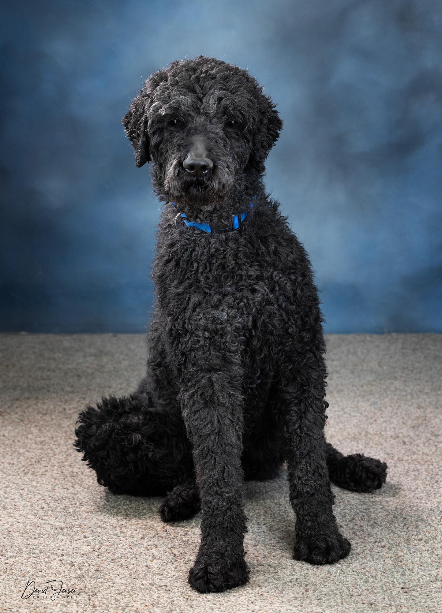 Enlarge Skipper, a ADOPTABLE mixed breed in Anchorage, AK image 1/1