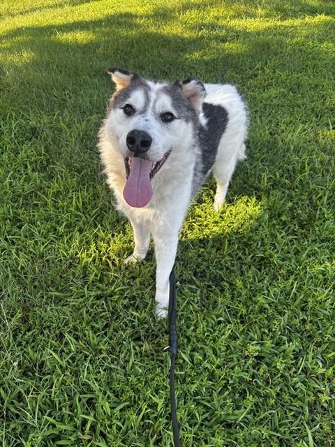 Enlarge PJ, a Adoptable mixed breed in Upper Marlboro, MD image 1/1