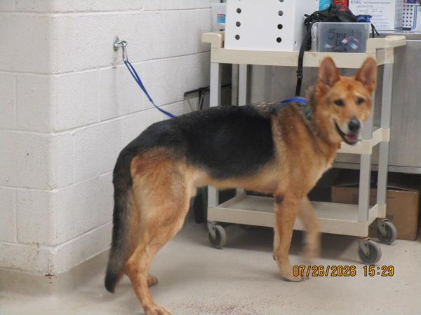 Pluto(49), Adoptable, Senior Male German Shepherd Dog.
