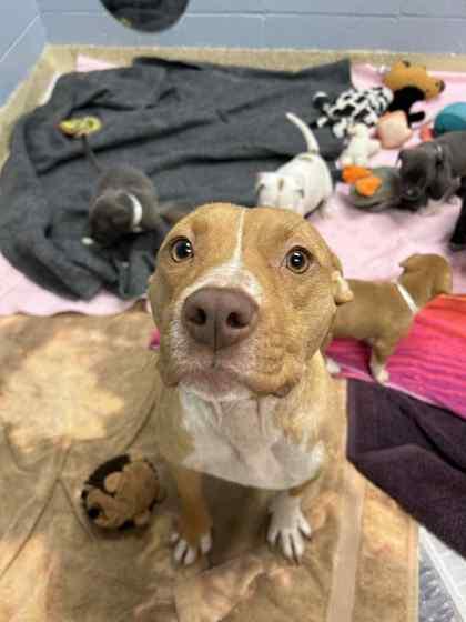 Enlarge Moon, a Adoptable mixed breed in Munster, IN image 1/2