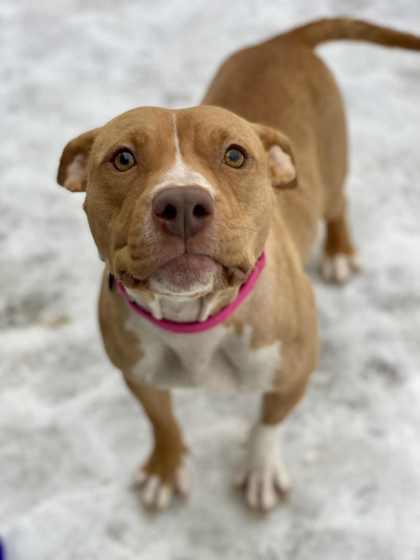 Enlarge Moon, a Adoptable mixed breed in Munster, IN image 2/2