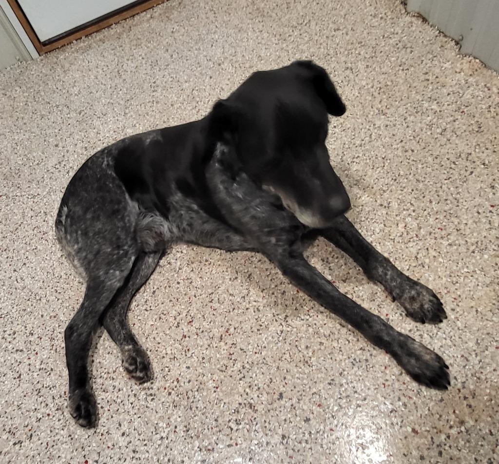 Jagger, Adopted, Adult Male German Shorthaired Pointer.