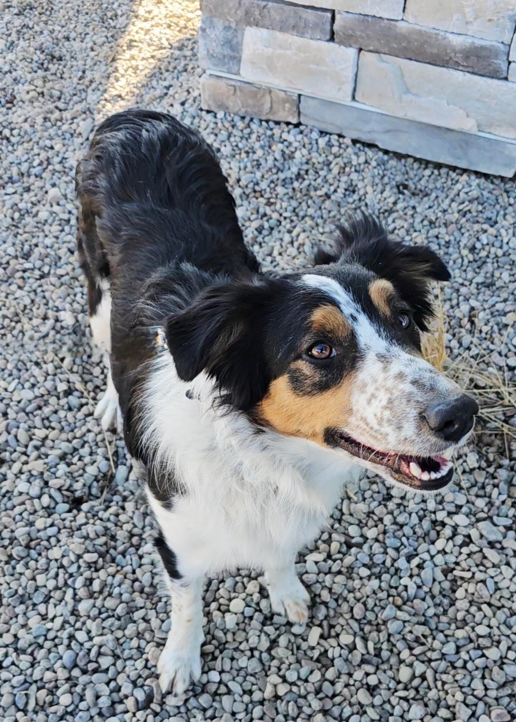 Enlarge Rip, an adoptable mixed breed in Pinedale, WY image 6/6