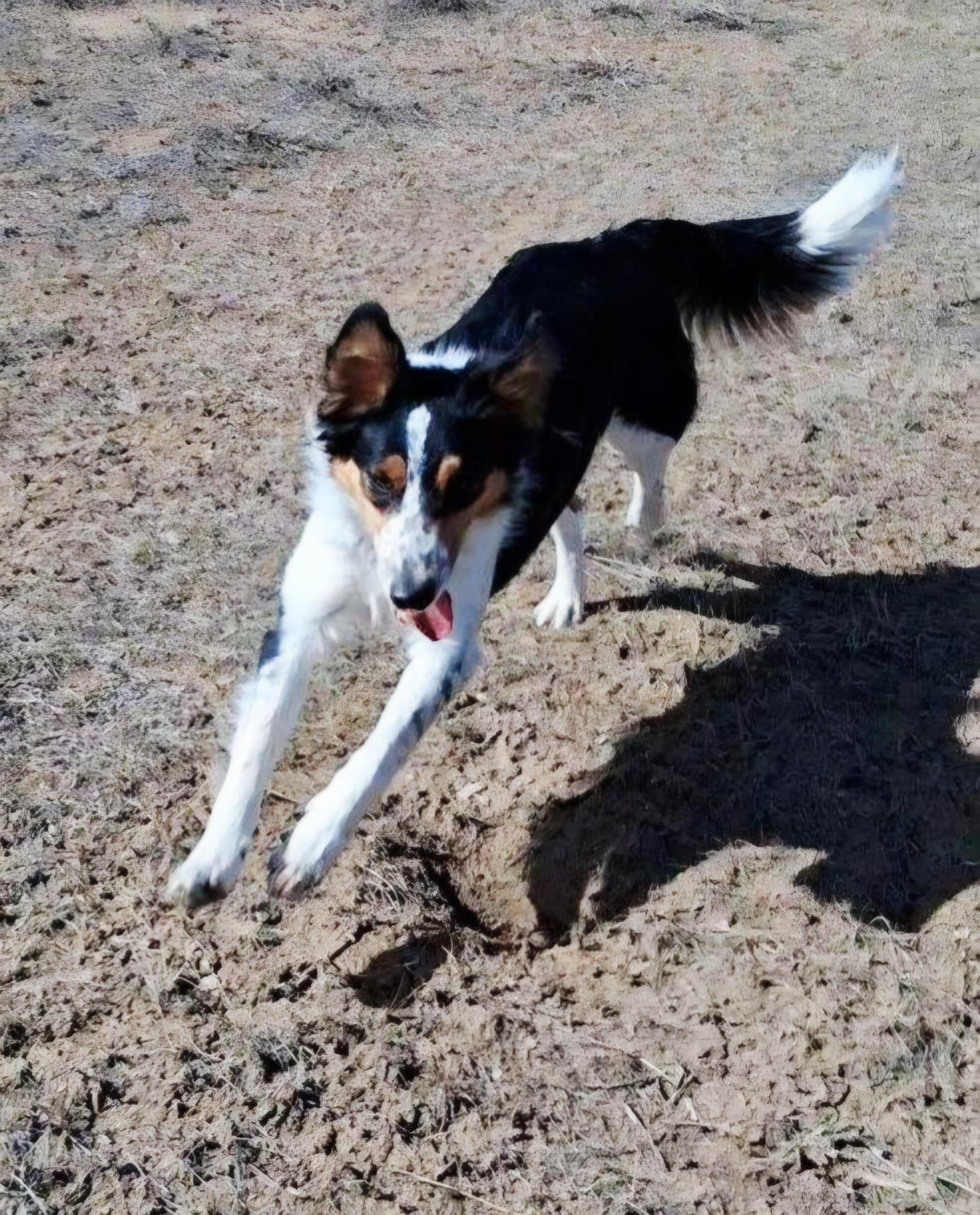 Enlarge Rip, an adoptable mixed breed in Pinedale, WY image 4/6