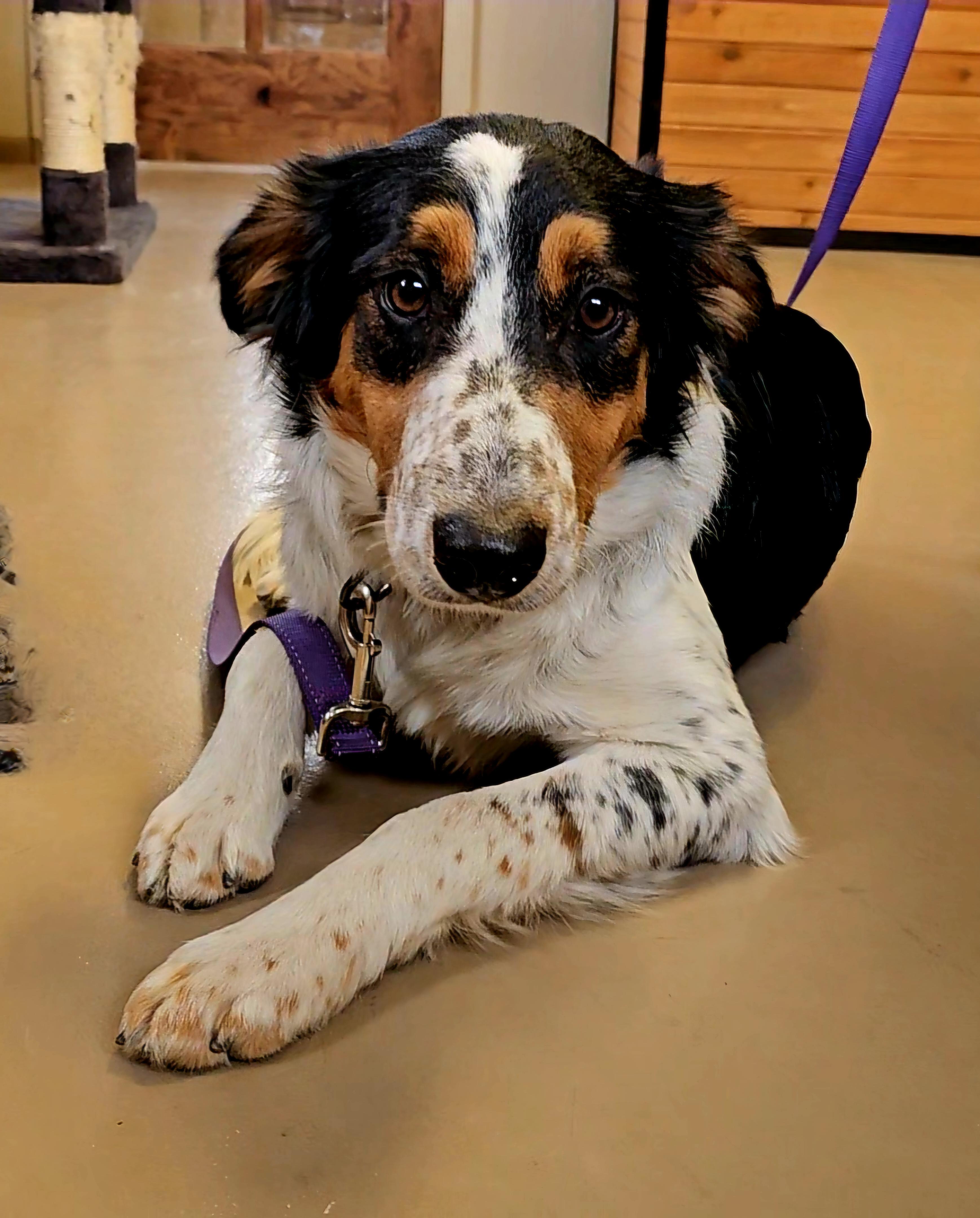 Rip, an adoptable Australian Shepherd in Pinedale, WY image 2/5
