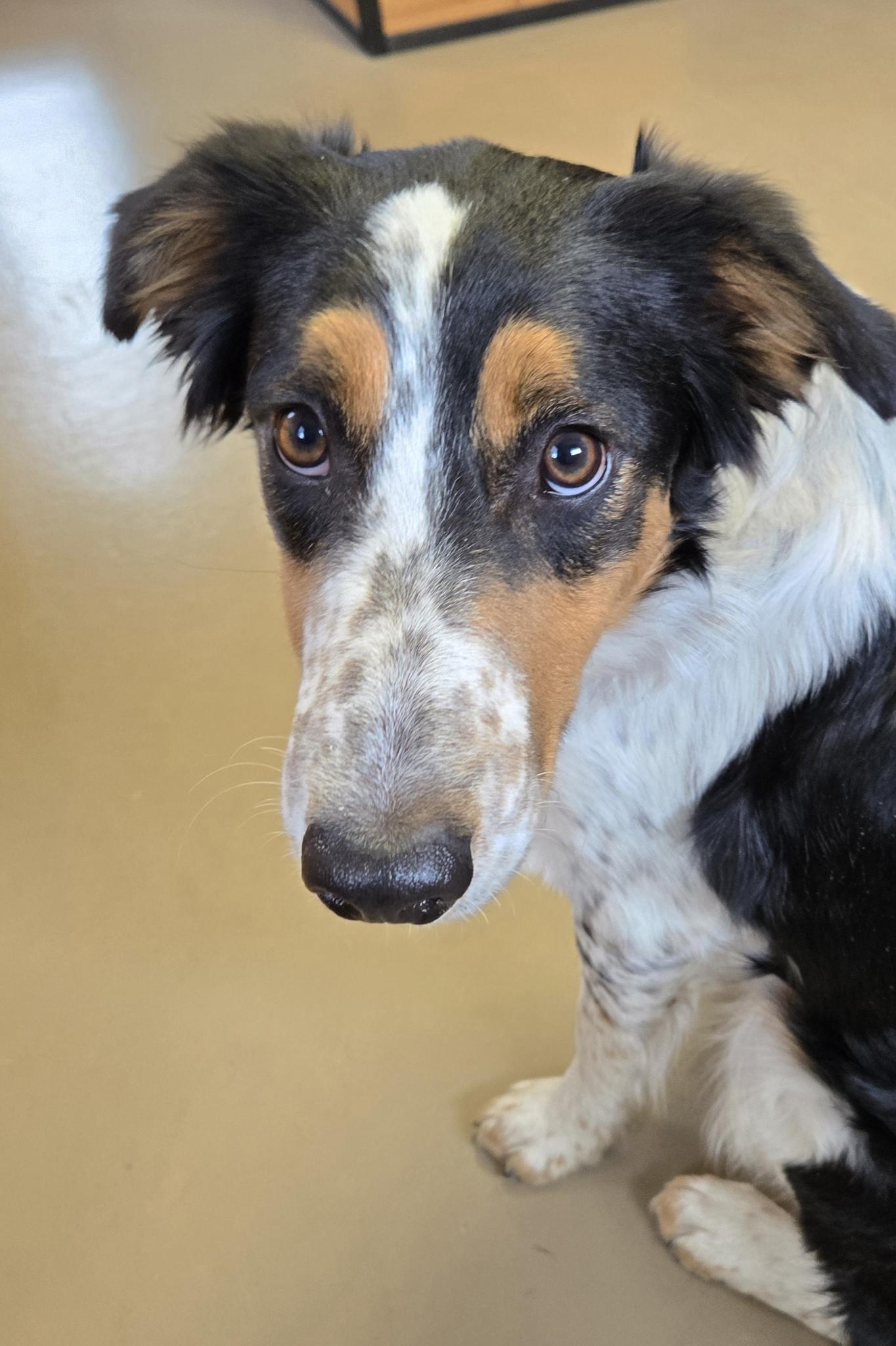 Rip, an adoptable Australian Shepherd in Pinedale, WY, 82941 | Photo Image 2