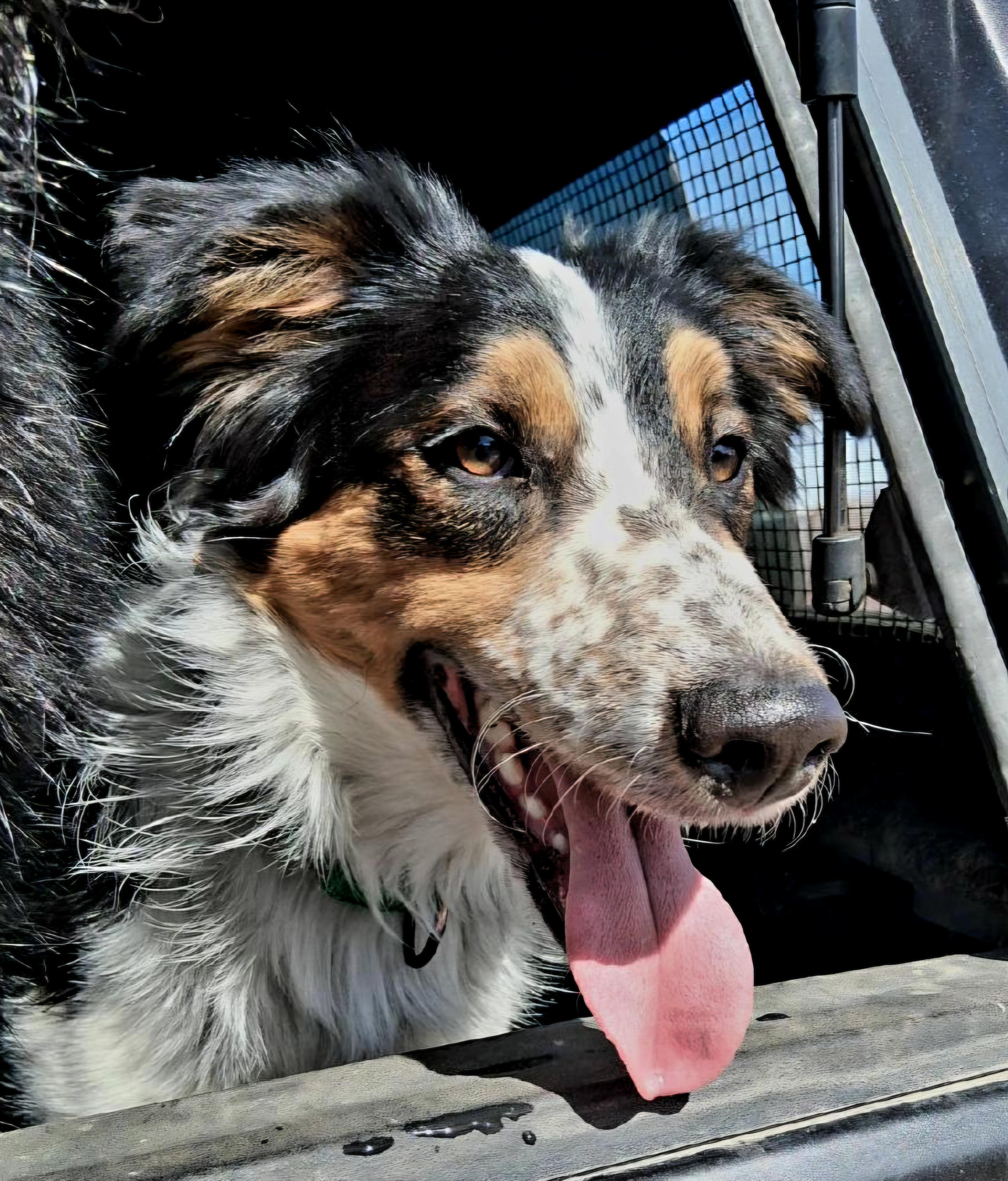 Enlarge Rip, an adoptable mixed breed in Pinedale, WY image 1/6